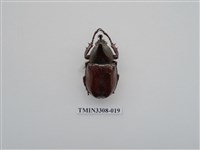 藏品(蘭嶼姬兜)的圖片